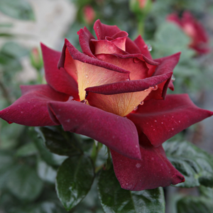 Sir Edward Elgar - trandafiri - www.pharmarosa.ro